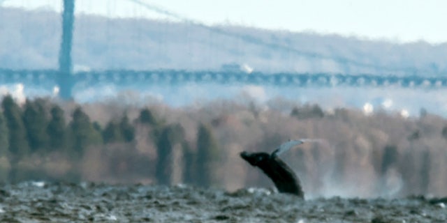 Dec. 28, 2015: In this photo provided by North Kingstown, R.I., Harbormaster Ed Hughes, a humpback whale breaches the surface near the Mount Hope Bridge in Rhode Island's Narragansett Bay.