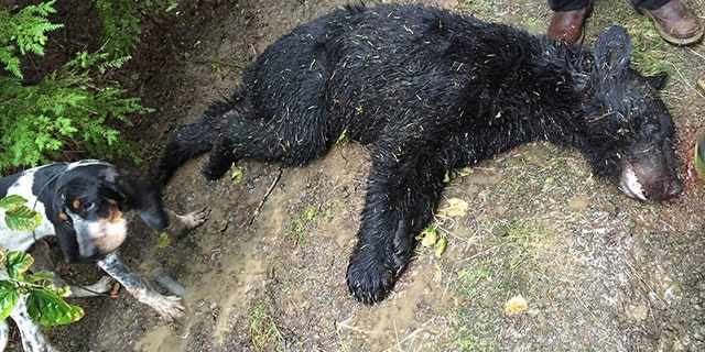 Unless permitted to do so by the Washington Department of Fish & Wildlife, it is illegal to use dogs to hunt for bears in Washington, according to The Seattle Times