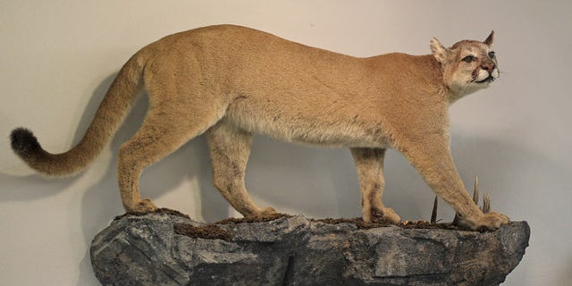 A life-size mount of a cougar is seen on the wall of North American bow-hunting club Pope &amp; Young's museum in Chatfield, Minnesota July 31, 2015. The Pope &amp; Young Club, a Minnesota-based bowhunting and conservation organization that includes dentist Walter Palmer among its 8000 members, said it was looking into his hunt which killed a locally famous lion in Zimbabwe, though it focuses only on North American big game. The club said its ethical code calls for fair chase of animals, which does not allow the hunter an unfair advantage, and does not condone violations of that code.  REUTERS/Eric Miller - RTX1MMTS