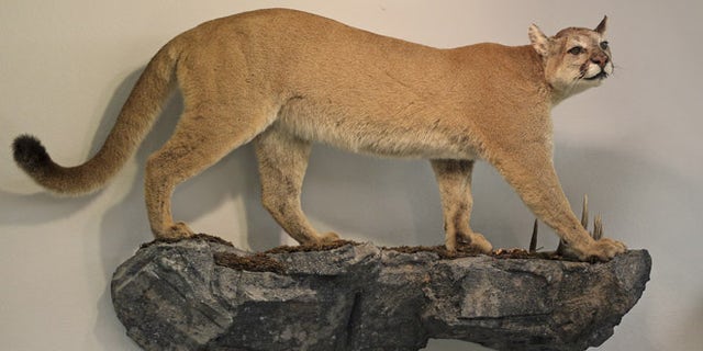 A life-size mount of a cougar is seen on the wall of North American bow-hunting club Pope & Young's museum in Chatfield, Minnesota July 31, 2015. The Pope & Young Club, a Minnesota-based bowhunting and conservation organization that includes dentist Walter Palmer among its 8000 members, said it was looking into his hunt which killed a locally famous lion in Zimbabwe, though it focuses only on North American big game. The club said its ethical code calls for fair chase of animals, which does not allow the hunter an unfair advantage, and does not condone violations of that code. REUTERS/Eric Miller - RTX1MMTS