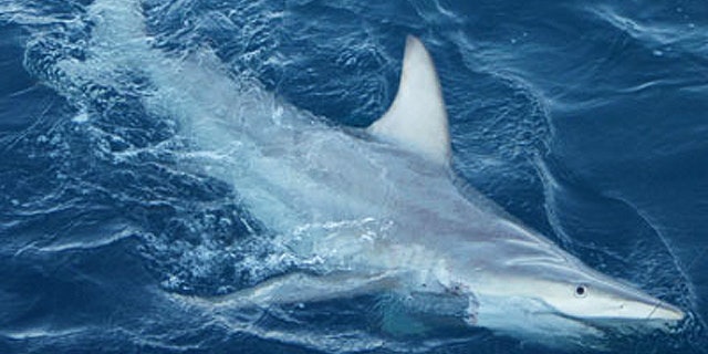 Scientists have discovered widespread hybridization in the wild between two shark species commonly caught in Australia's east coast shark fisheries.
