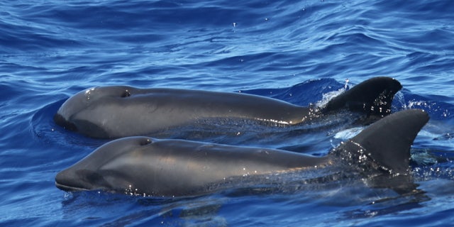 The hybrid, pictured in the foreground, swims next to a rare melon-headed whale which is possibly its mother.