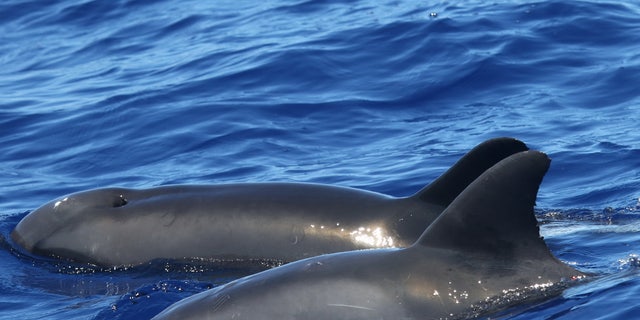 The hybrid, pictured again in the foreground, was fathered by a rough-toothed dolphin, scientists said.