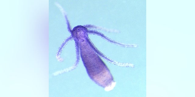 The freshwater polyp, <em>Hydra magnipapillata</em>