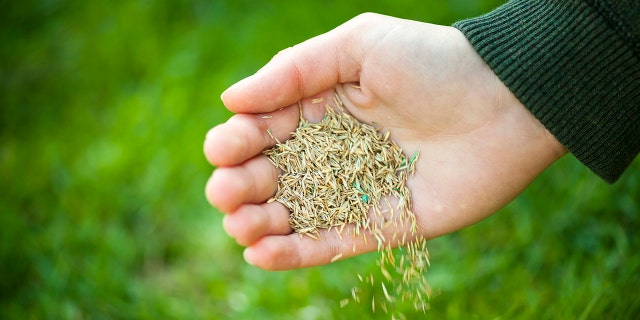 Once you recognize the problem — patchy lawns, thin lawns, etc. — the next step is learning how to seed.