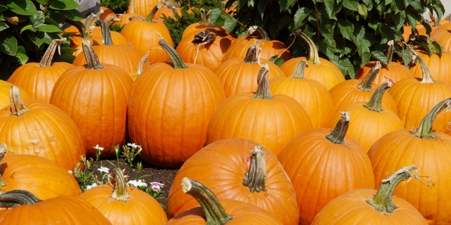 Pumpkins waiting to be picked in a patch