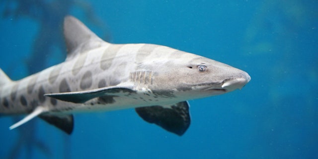 Menacing Leopard Shark