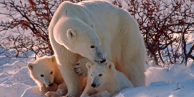 Polar bear with her cubs in Canadian Arctic