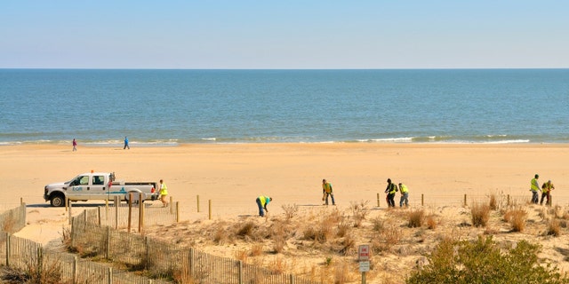 Economic stimulus money is being spent to restore the Ocean City, Maryland beach. A crew of workers from Environmental Quality Resources, Inc of Arbutus Maryland are replanting wild grass destroyed by Hurricane Irene during the summer. While the grass is brown, the jobs are green.