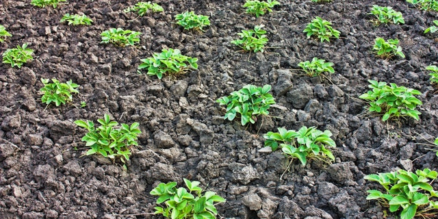 Beds in the garden with strawberry bush.