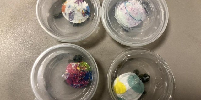 The unidentified family told officials they bought these four painted turtles from a street vendor in China.