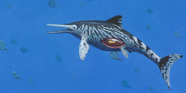 ARTIST IMPRESSION OF PREGNANT ICHTHYOSAURUS. (CREDIT: COPYRIGHT OF JOSCHUA KNÜPPE)