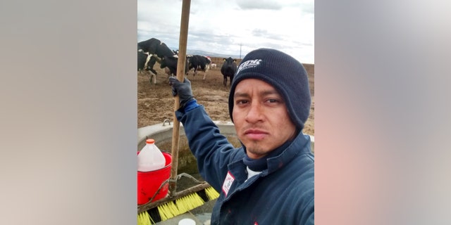 Cesar Neron Marti­nez Rodri­guez at work at the Funk Dairy in Murtaugh, Idaho in 2015.