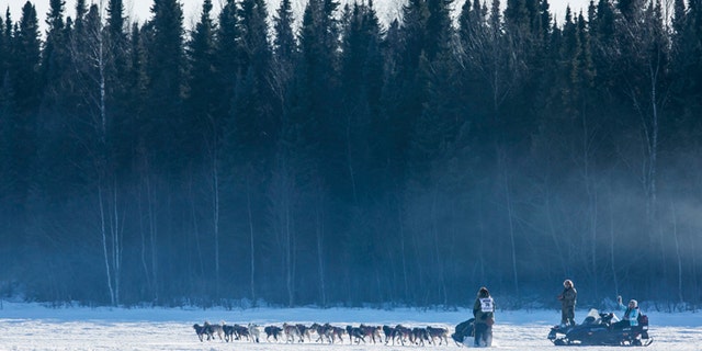 The final starter in the race, Sonny Lindner's team heads into the woods after all the other teams during the official restart of the Iditarod dog sled race in Willow, Alaska, March 2, 2014. The nearly 1,000-mile (1,600-km) Iditarod Trail Sled Dog Race commemorates a 1925 rescue mission that carried diphtheria serum by sled-dog relay to the coastal community of Nome, which remains the final destination in this 42nd edition of the event. REUTERS/Nathaniel Wilder (UNITED STATES - Tags: SPORT ANIMALS SOCIETY) - GM1EA33185N01