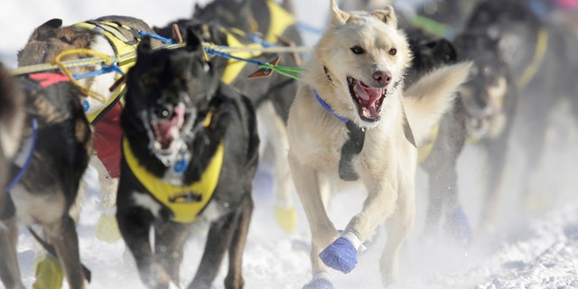 This year’s 860-mile Iditarod course is a loop that cuts off the traditional start of the route and eliminates many of the stops that would be along the way in normal times (REUTERS/Nathaniel Wilder)