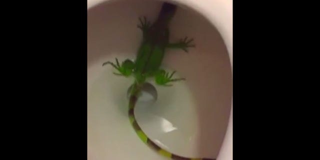 The iguana popped up in the toilet in West Kendall, south of Miami.