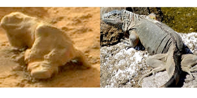 A rock found on Mars resembles an iguana.