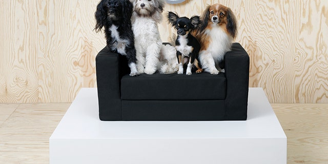 Four pups testing out a dog bed.