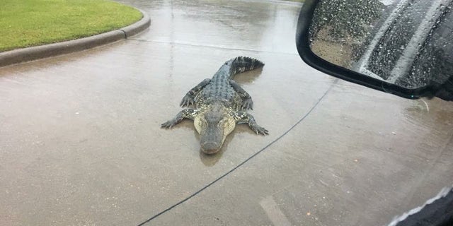 As Hurricane Harvey causes waters to rise, alligators may become displaced.