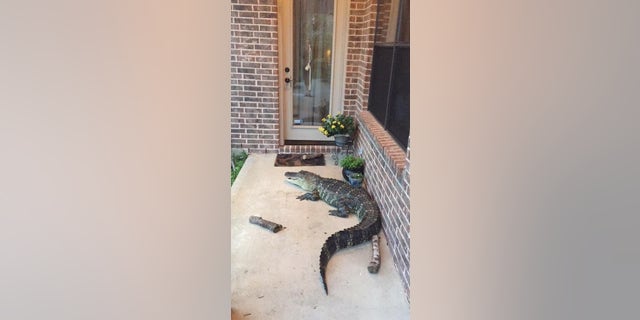 Experts say to stay at least 30 feet from gators, and to call authorities if an issue persists.