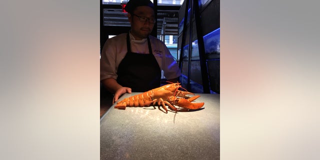 Danny Lee, executive chef at Burger &amp; Lobster in New York, with Ruby the lobster.