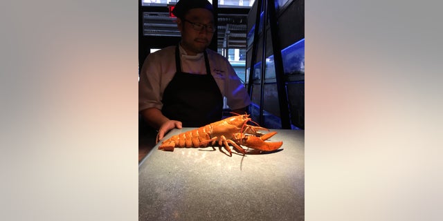 Danny Lee, executive chef at Burger & Lobster in New York, with Ruby the lobster.
