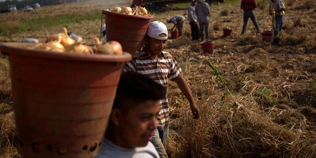 File - In this May 10, 2011 file photo, field workers pick onion bulbs on a Vidalia onion farm in Lyons, Ga. Georgia and Alabama have approved laws that have tough enforcement provisions that farmers say are scaring migrant workers away from the states. (AP Photo/David Goldman, File)