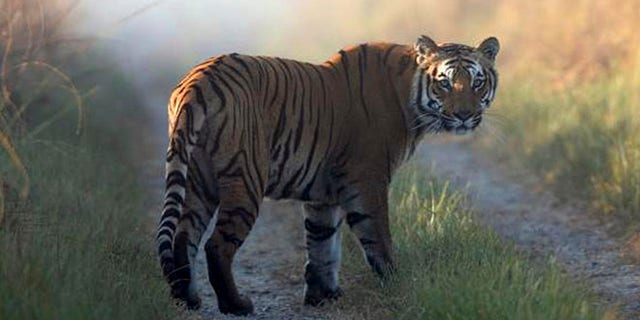 This undated file photo released by Corbett Tiger Reserve, shows a tiger at the reserve in the northern Indian state of Uttarakhand. Forest officials said another tiger who strayed from the park killed its 10th human victim in six weeks on Sunday, Feb. 9, 2014.