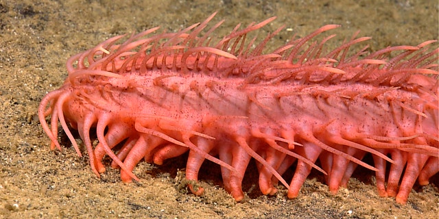 This image provided by NOAA shows a close look one of the many interesting images collected by the Little Hercules ROV during the INDEX 2010 Exploration of the Sangihe Talaud Region off Indonesia in July.