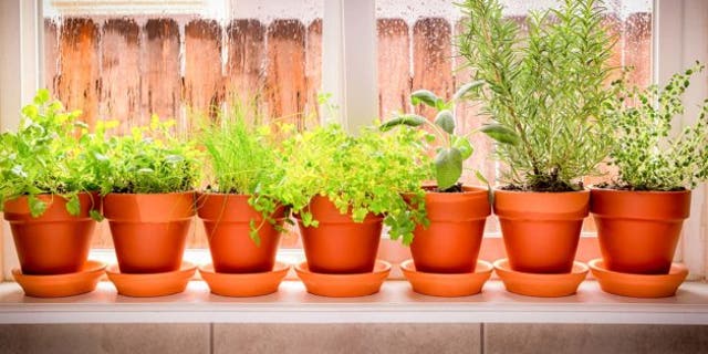 indoor-herb-garden
