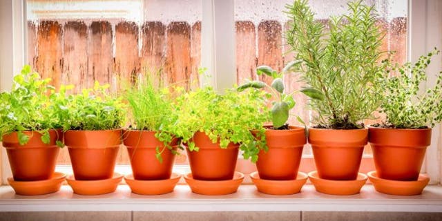 indoor-herb-garden