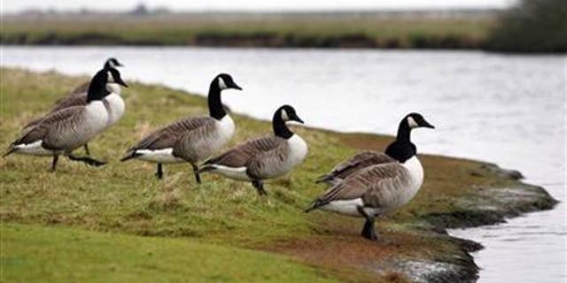 Canada geese walk towards the water at Cuckmere Haven in southern England.