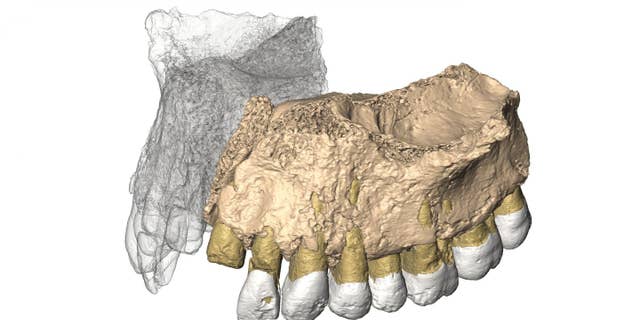 Reconstruced maxilla from microCT images (Gerhard Weber, University of Vienna, Austria)