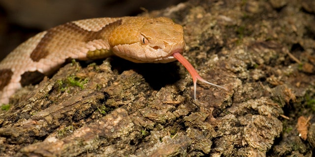 Mom Warns Of Copperhead Snakes After Toddler Is Seriously Injured By Venomous Serpent Fox News