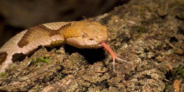Mom Warns Of Copperhead Snakes After Toddler Is Seriously Injured By Venomous Serpent Fox News Mom Warns Of Copperhead Snakes After Toddler Is Seriously Injured By Venomous Serpent Fox News