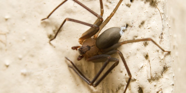 A Mississippi man who claims he was bitten by a brown recluse spider while awaiting takeoff on an American Airlines flight in 2016 is now suing.