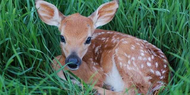 State wildlife agents were dispatched and found Chanthapanya — the owner of the restaurant — later at his home, where he was butchering the fawn.