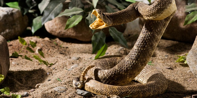 An Arizona man has learned not to play with snakes anymore.