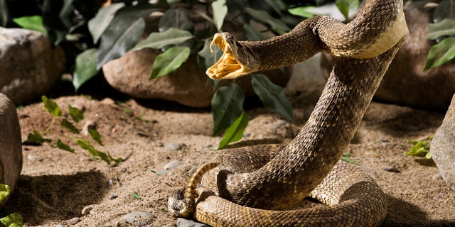 An Arizona man has learned not to play with snakes anymore.