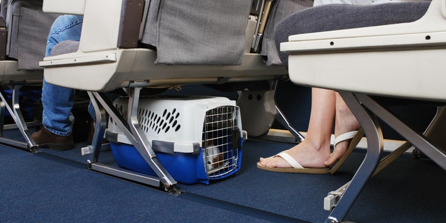There are a couple of options when it comes to bringing your pet on a plane – checking them as cargo or bring them in-cabin and placing them under the seat in front of you.