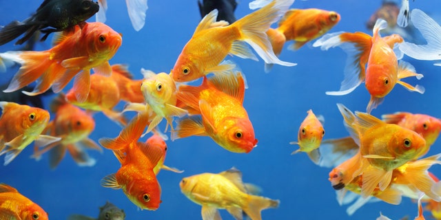 Canada has finally defeated the invasive species.