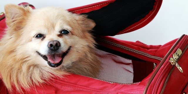 Small pet dog peeking out in air-line approved pet carrier