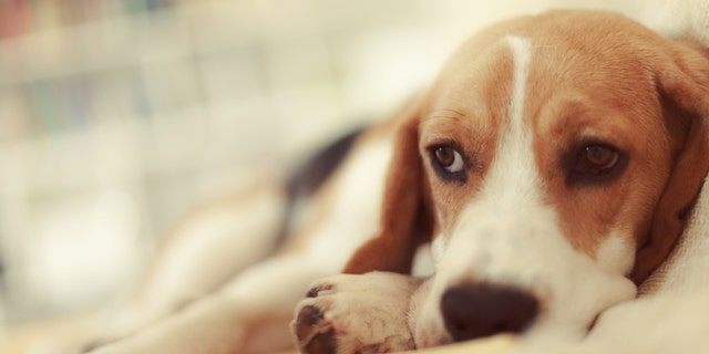 An unidentified puppy lays on a couch.
