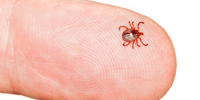 Dawson said that before his diagnosis, he associated Lyme with countries where deer are found, like the U.S.