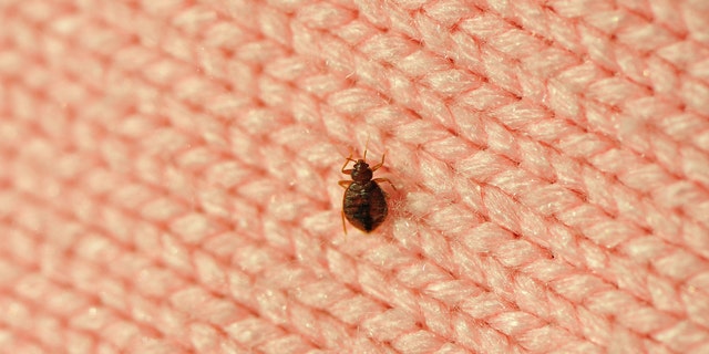 bed_bug_1