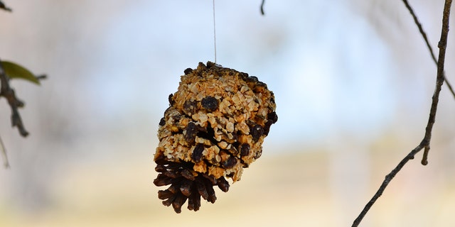 Pine cone bird feeders are an easy and fun activity to do with kids.