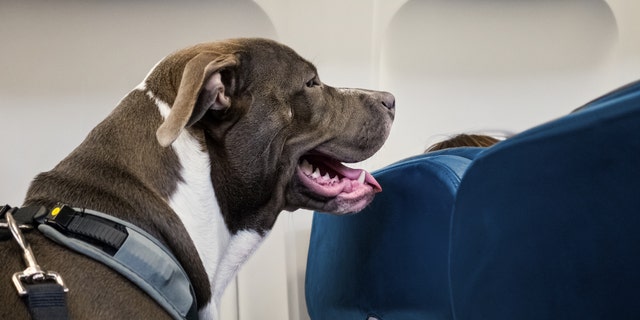 Pit Bull Service Dog Travels on Airplane Seat