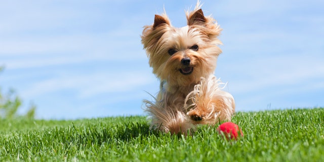 Even the best-trained pets have accidents now and then, and not just during summer! 