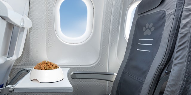pet bowl full of food inside an airplane window seat where pets are welcome on board