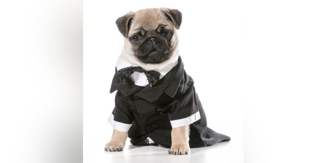 Kristi Goss admitted to spending county money on a dog tuxedo, a diamond bracelet, car payments, tickets to Arkansas Razorbacks sporting events, sequined throw pillows and pet insurance.